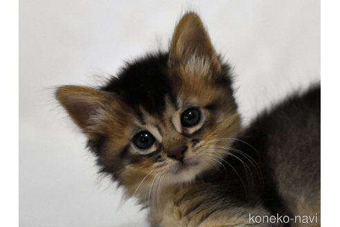 古川潤ブリーダーのソマリの子猫